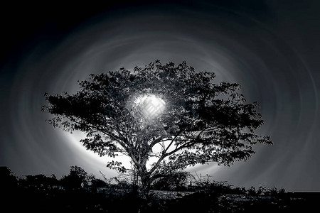 日落的时间拍摄树木和太图片