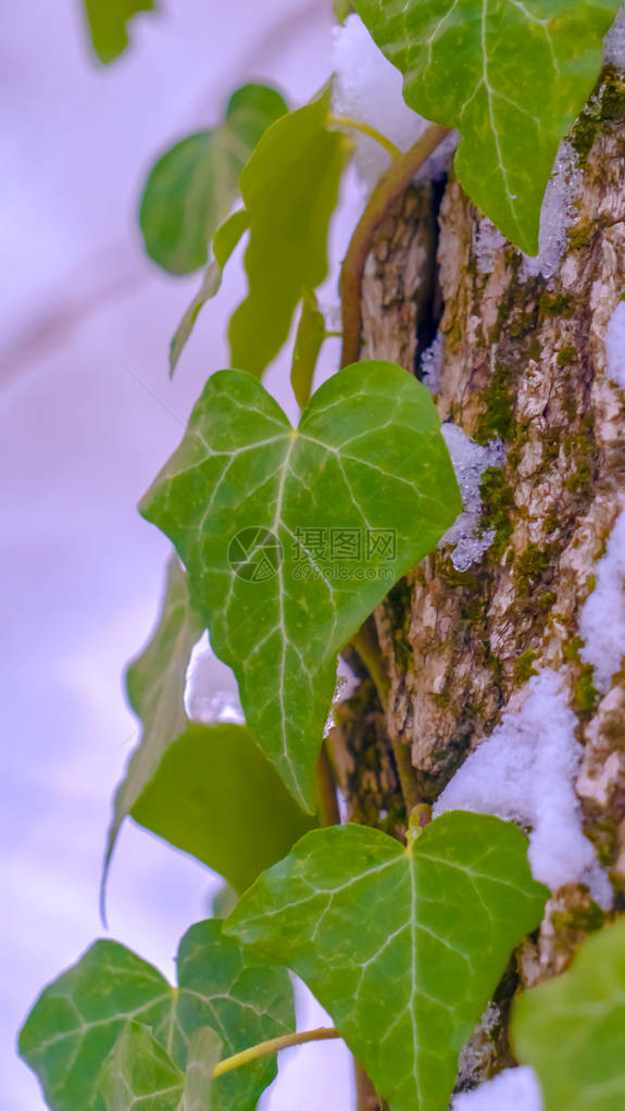 清晰的垂直充满活力的心形藤蔓和绿藻在树干上茁壮图片