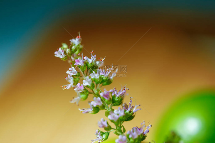 木制背景上的洒红节罗勒图片