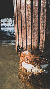 近距离拍摄的海岸旧码头木板柱图片