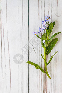 在浅白木制背景上有一朵蓝色的花遗忘的红花背景图片