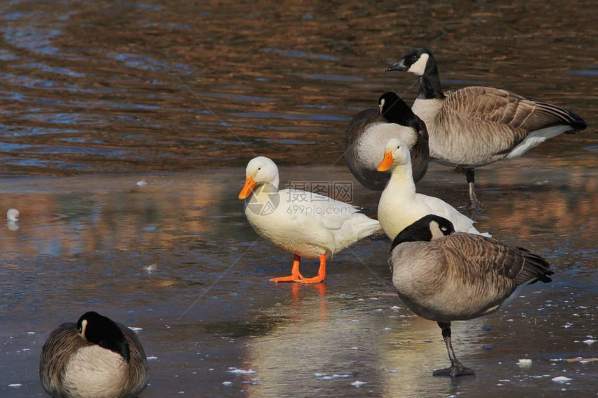 美国白鸭或白鸭在结冰的池塘或湖面上走过加拿大鹅如美国密苏里州圣路易斯市所见随着冬天的冻结图片