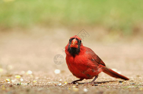 美国密苏里州圣路易斯市拍摄的北红衣主教男在繁衍羽毛时配有鲜红色背景图片