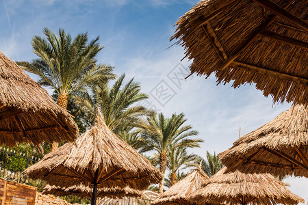稻草沙滩伞和棕榈树映衬着明亮的蓝天图片
