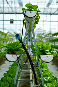 水培垂直农业系统图片