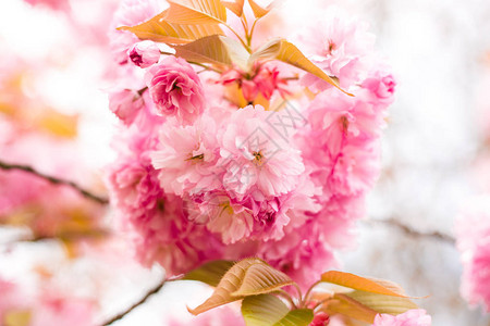 春天美丽的樱花佐仓图片