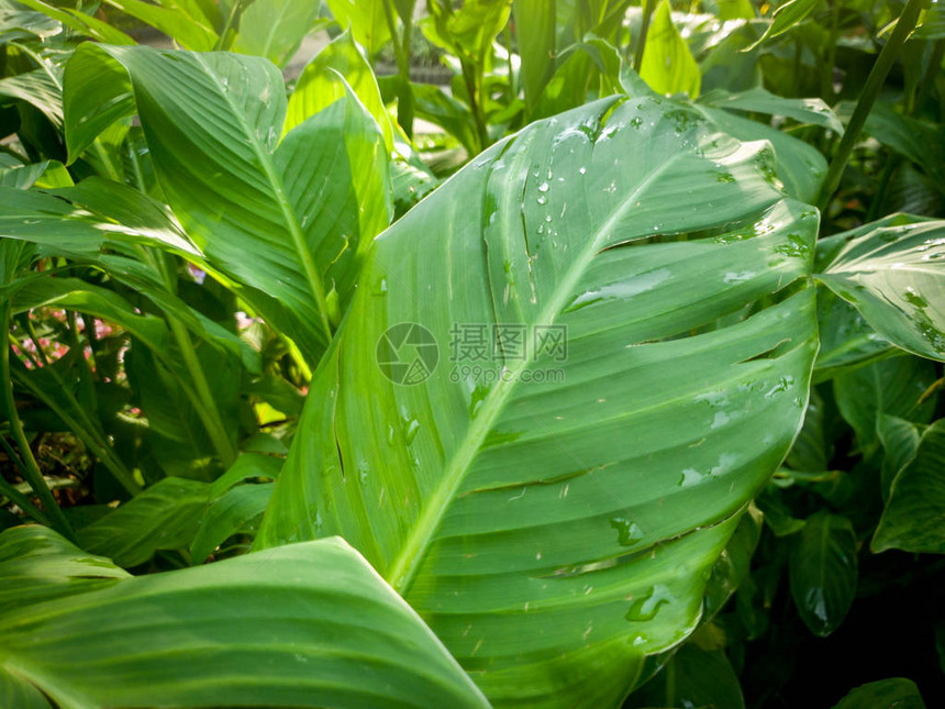 热带植物雨后湿绿叶上挂在热带植物雨后水图片