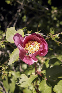蜜蜂在春天从一朵粉红色的花朵中采集花粉图片