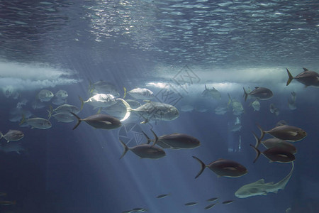 在水海族馆中经过的卡兰克斯河马和其他物高清图片