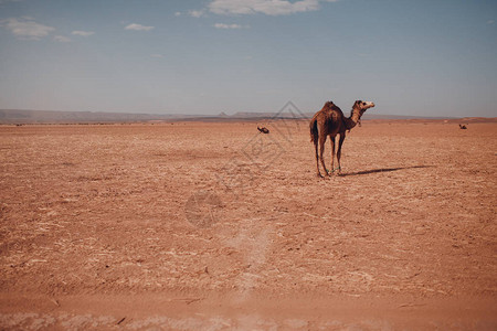 沙漠中的骆驼关于骆图片