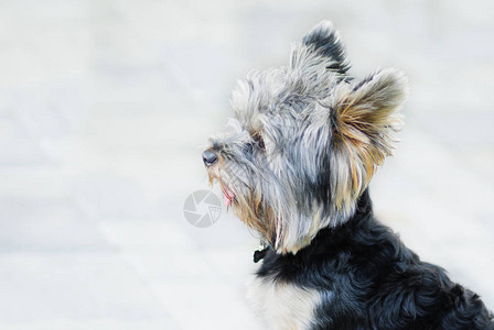 约克夏梗犬的肖像侧视图图片