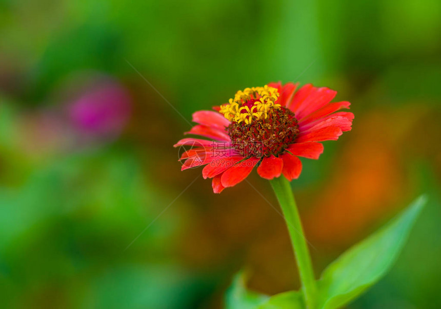 美丽的Zinnia花朵与夏天背景的motley相比Shallo图片