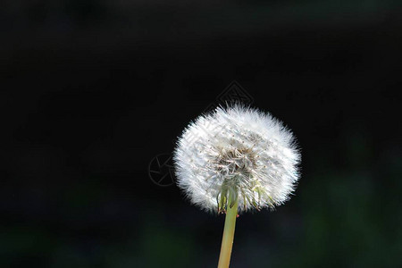 黑暗背景的丹德利翁花朵图片