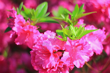 Azalea鲜花背景图片