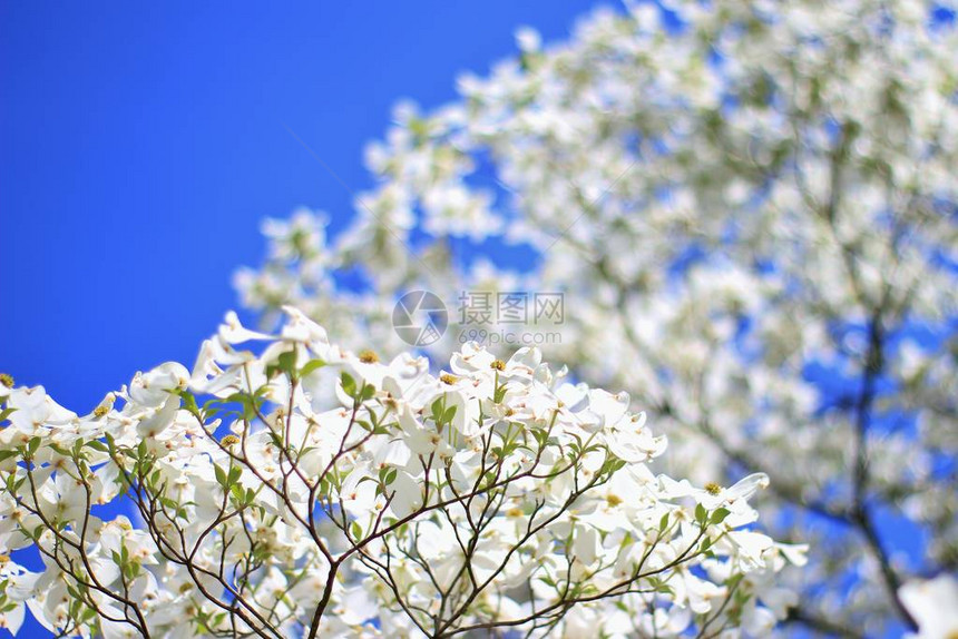 美丽的白山茱萸树开花自然背景图片