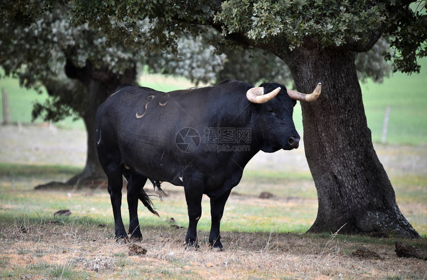 西班牙长着大角的强壮公牛图片