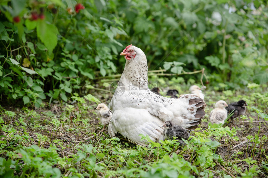 Brood母鸡和她的小鸡在花园里乌克图片