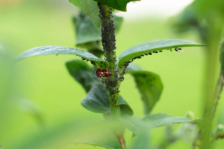 瓢虫坐在花园里的一片叶子上狩猎蚜虫图片