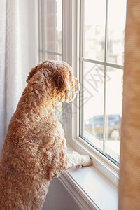可爱的红发宠物狗看着窗户家养动物贵宾犬金毛梗等待期主人朋友人类孤独图片