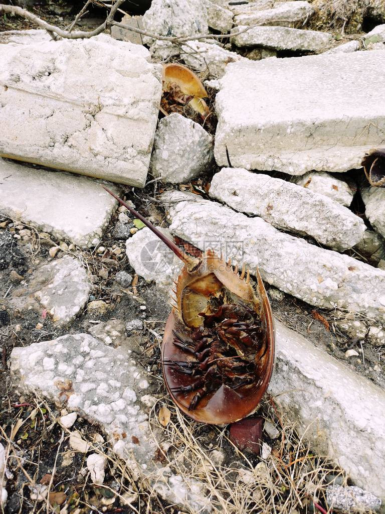 死马蹄蟹的棕色壳甲在佛罗里达州北美小镇的岩石头上异国情调的热带野图片