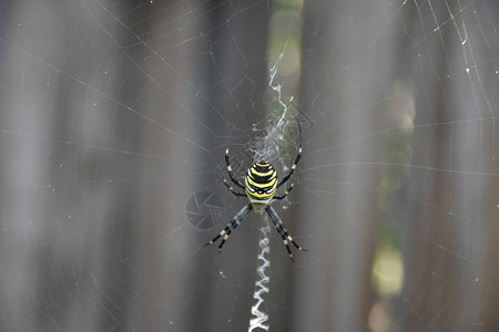 蜘蛛在他自己的网中间图片