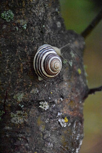 在树上的蜗图片
