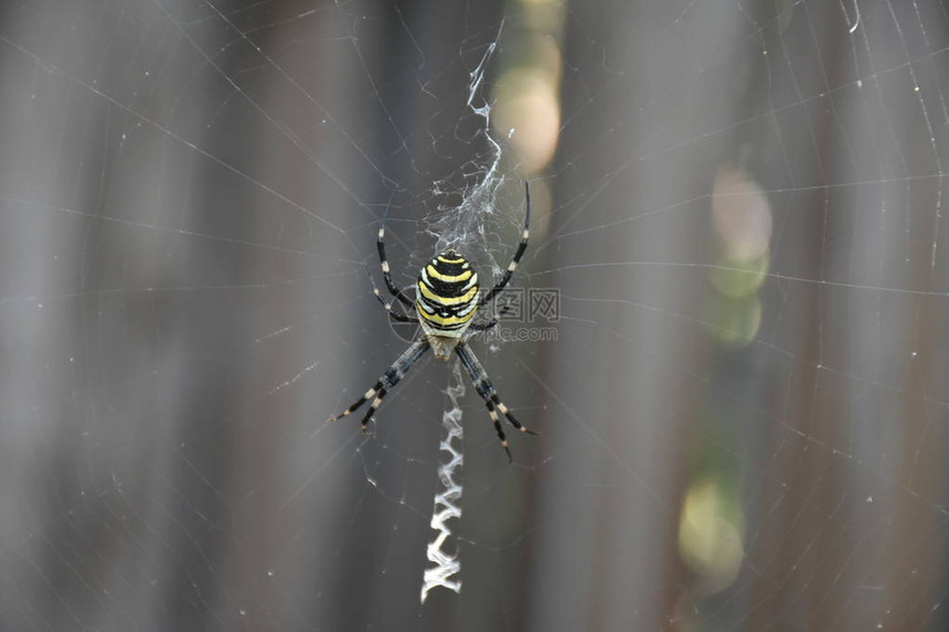 蜘蛛在他自己的网中间图片