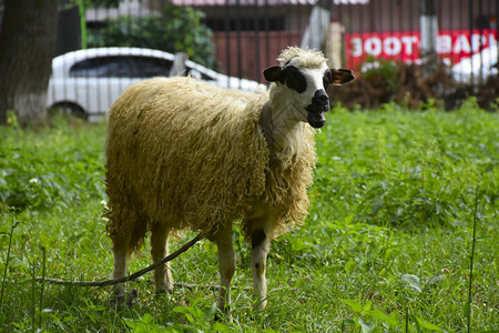 放牧的绵羊近距离图片
