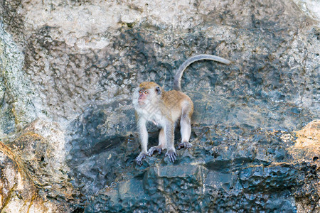 野生可爱的猴子坐在岩石上自然野生动物中图片