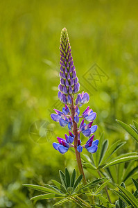 紫色露品花朵图片