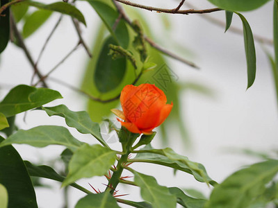 红花蜡玫瑰Pereskiableo花的顶缘和基部是25个小花瓣图片