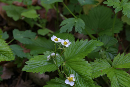 森林里的白花野草莓图片