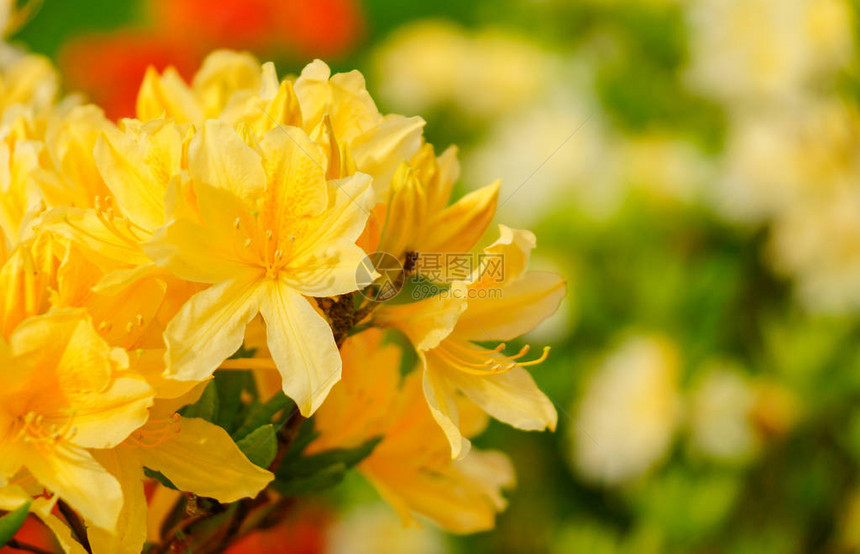 杜鹃花simsii印度杜鹃花图片