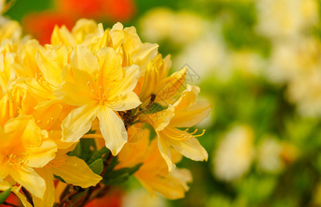 伤风杜鹃花simsii印度杜鹃花背景