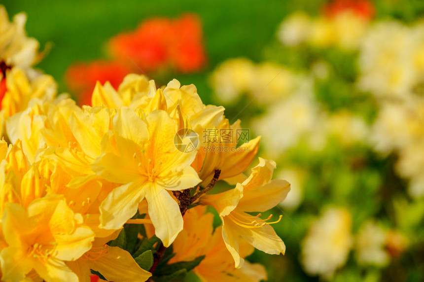 杜鹃花simsii印度杜鹃花图片