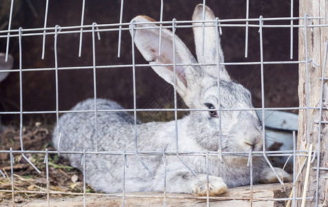 笼子里的兔子是准备在乡下繁殖的图片