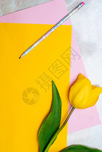 黄色郁金香铅笔和彩色纸图片