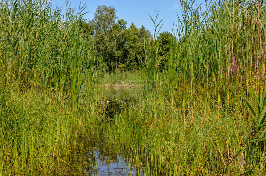 蓝天自然背景池塘里的芦苇图片