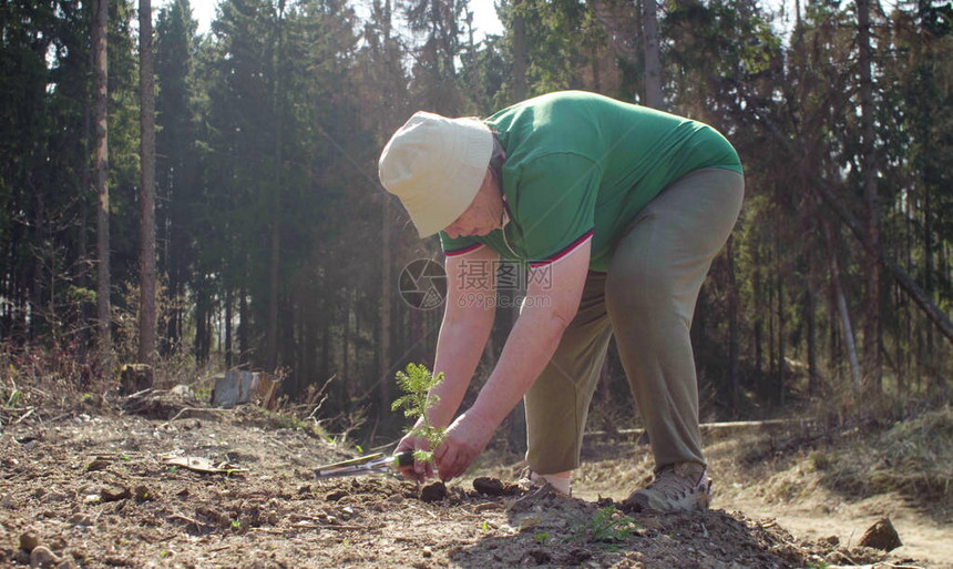 高级志愿者植物在森林砍伐上种一棵fir树拯图片