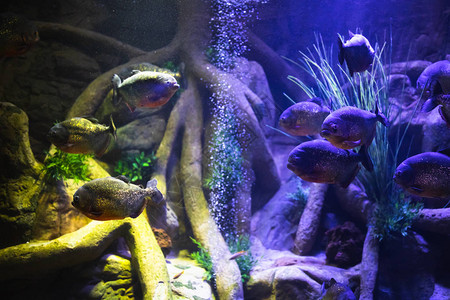 红腹食人鱼在有照明的水族馆图片