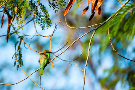 木树枝上美丽的栗子头蜂鸟图片