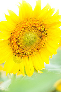 一朵明亮的黄色向日葵生长图片