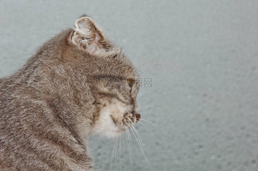 坐在窗台上的苏格兰猫在雨天的背景下图片