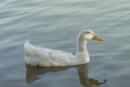 漂浮在小溪里的美丽的白鸭图片