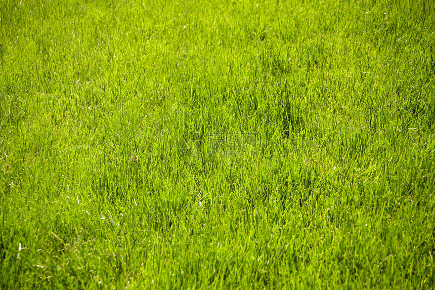草地或草原绿色新鲜草地图片