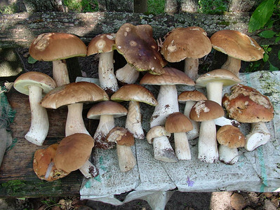 白蘑菇秋天森林自然食图片