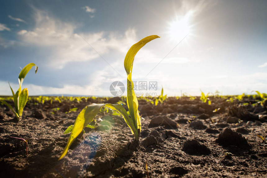 田间茎秆上的青玉米图片