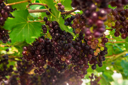 在树枝的红葡萄酒葡萄葡萄收获图片