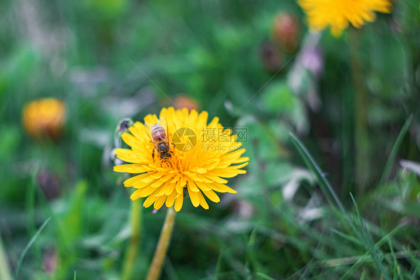 黄色花朵上的蜜蜂关图片