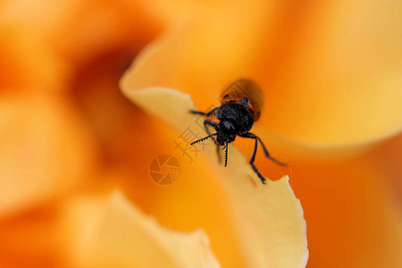 橙玫瑰花上的蚂蚁袋甲壳虫ClytraLaeviu图片